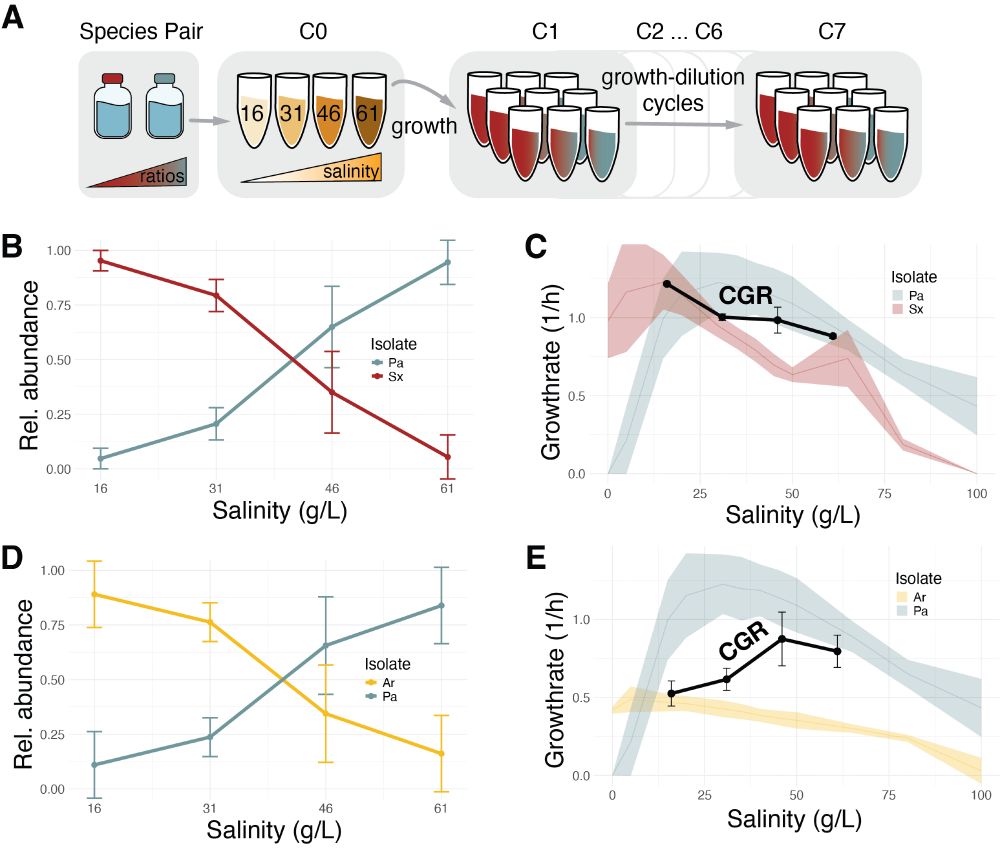 Part of Figure 3 of the described paper. Panel A shows an overview of the experimental strategy, highlighting that 2 species were combined at different ratios and propagated over 4 salinities for 7 cycles. Panels B and D show that the final abundance of the faster growing species was higher when propagated at high salinity than at low salinity. Panels C and E show the growth rates of the two competed species as a function of salinity and highlight how the community growth rate ever more approximates that of the faster growing species at higher salinity.