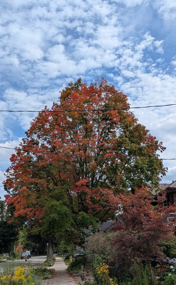 Red and green leafed tree in front of a blue sky with puffy white clouds on a residential street in KW, ON.