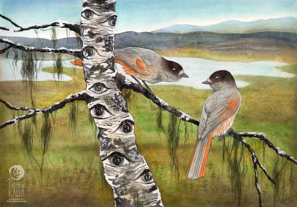Traditionally painted and drawn artwork depicting a birch tree and two siberian jays sitting on its branches. There's usnea growing from the branches as well, and a view of summer tundra visible on the background.