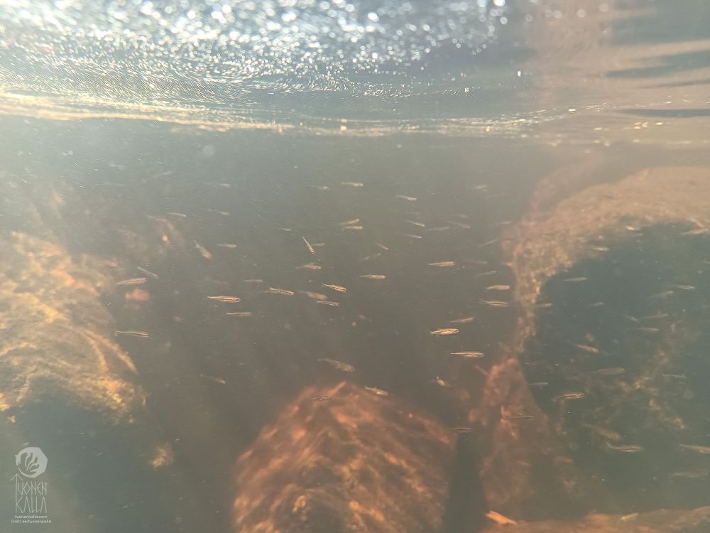 Underwater photograph with tiny fishes. Rays of sun shine thorough the water.