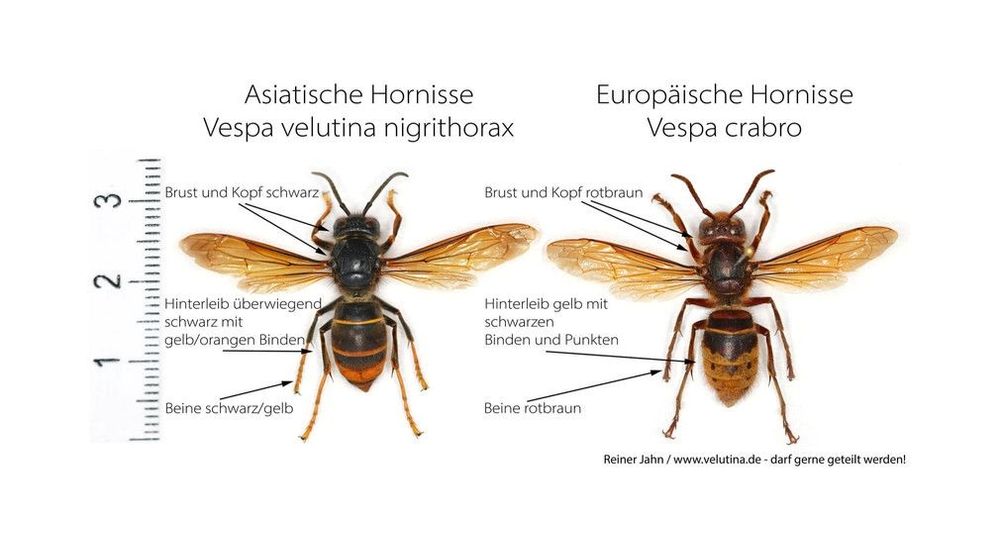 Vergleich der invasiven Asiatischen Hornisse mit der Europäischen Hornisse