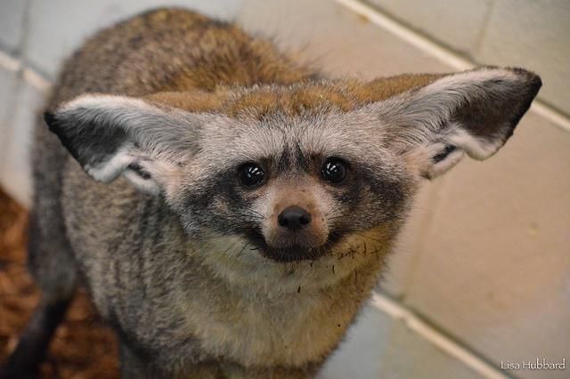 A bat-eared fox with it's ears down.