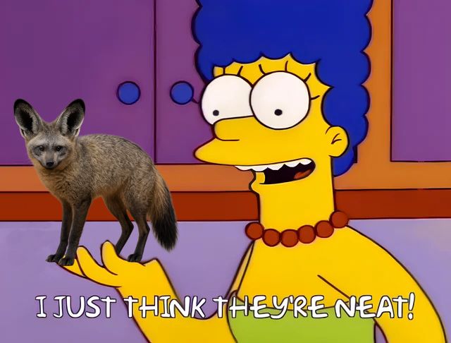 Marge Simpson, holding a bat-eared fox, declaring she thinks they're neat.
