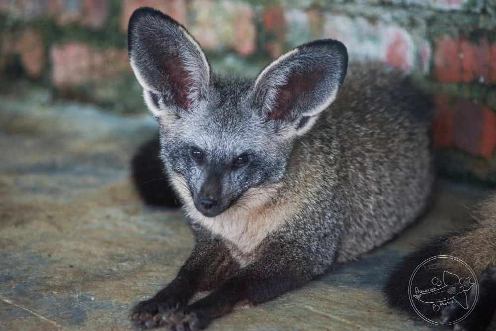 A bat-eared fox, laying down cutely.