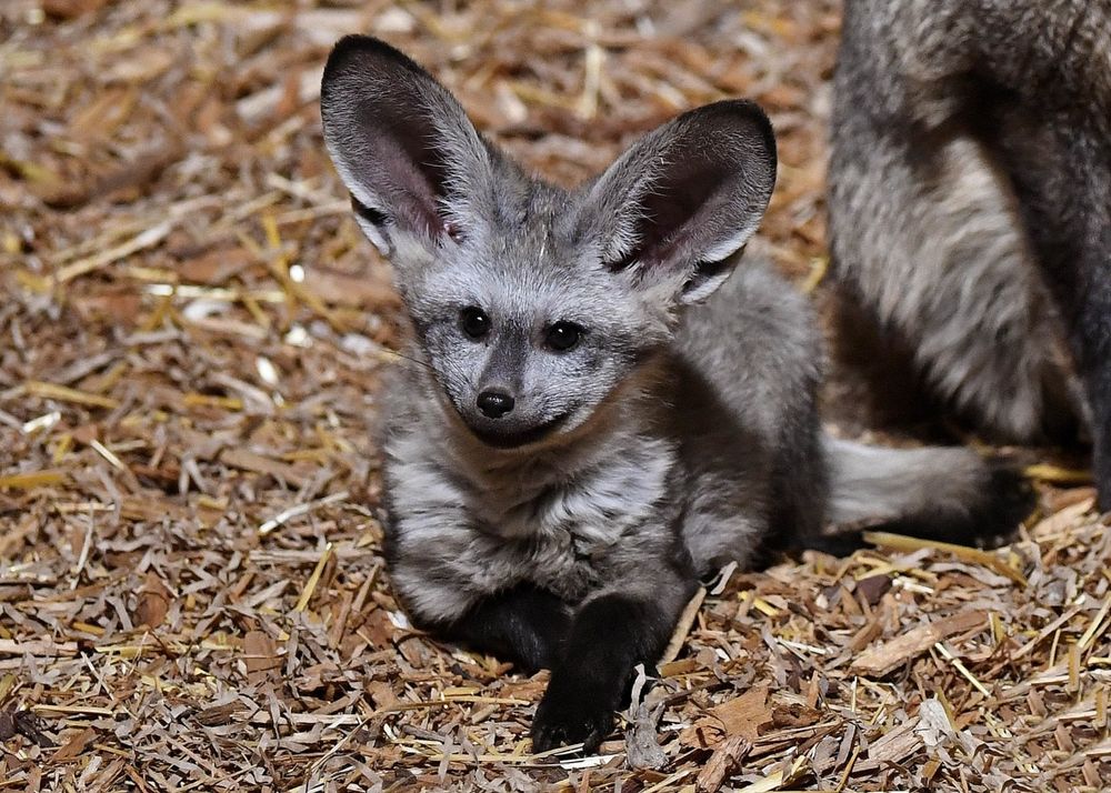 A bat-eared fox kit.