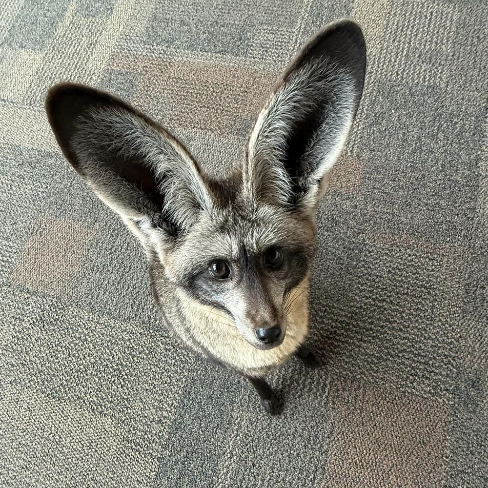 A picture of a bat-eared fox. 