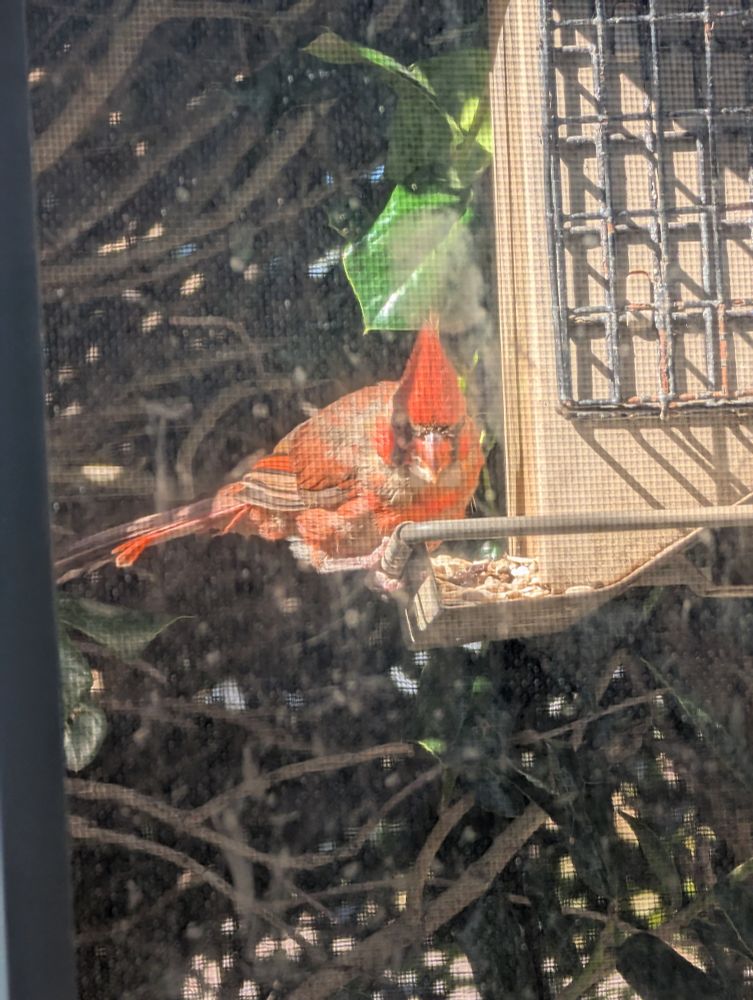 A cardinal at a feeder. Significant portions of its body are the greyish color of a juvenile or possibly a female. The rest is the normal red, including a large crest. 