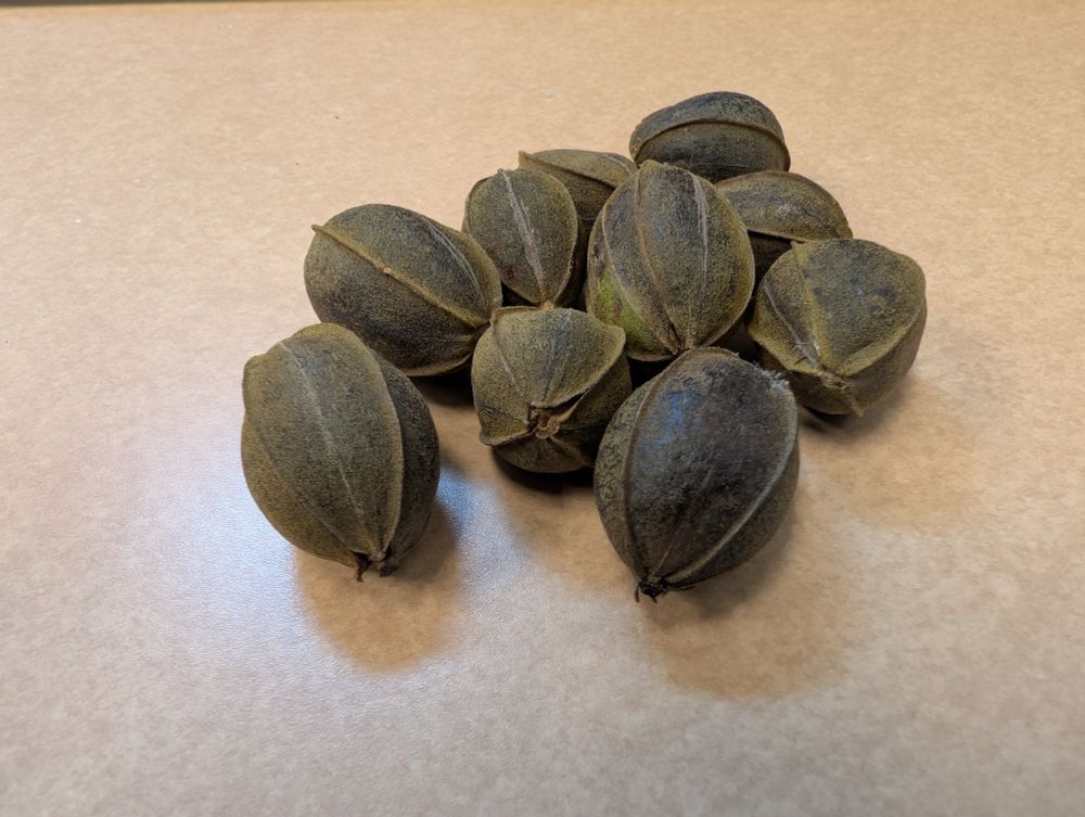 A pile of dark greenish brown pecans still in the hull on a beige desk 