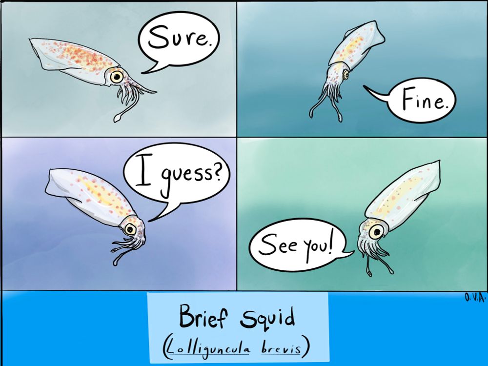 For four panels of drawings of a small squid saying something: “sure”; “fine”; “I guess?”; and “see you!” Text below, as a title or caption, says “Brief squid (Lolliguncula brevis)