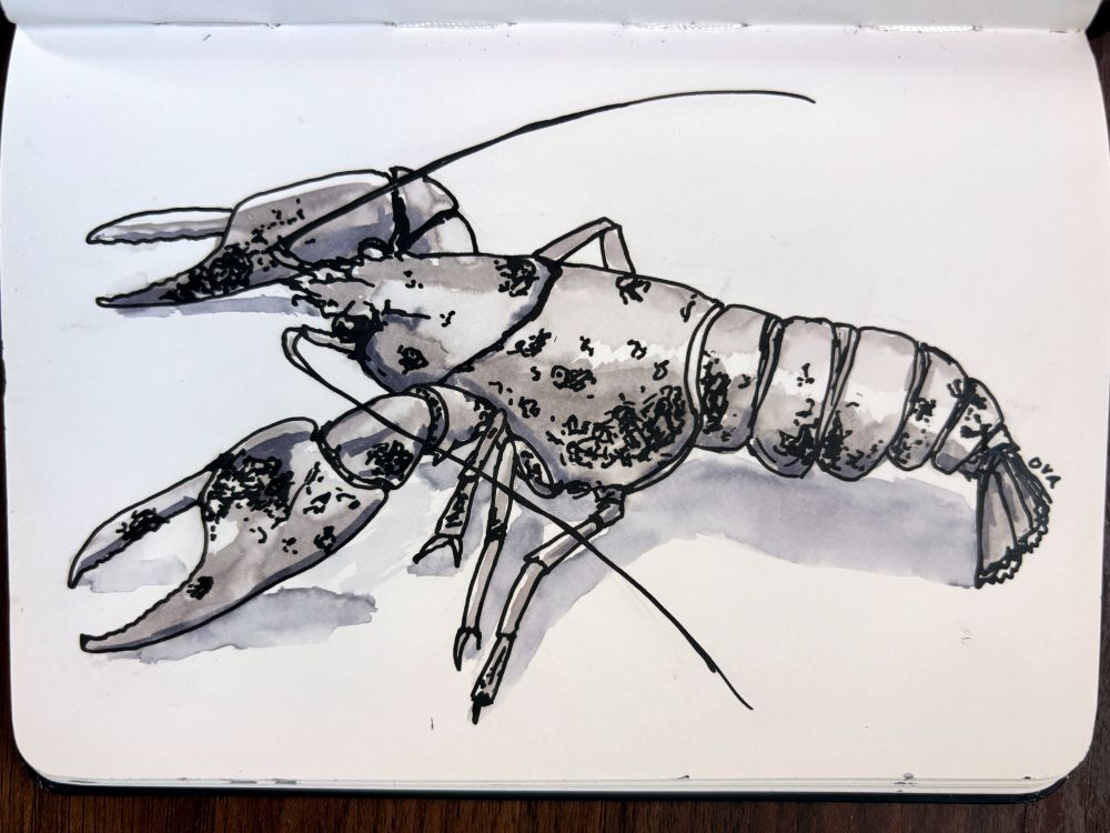 Ink and ink-wash drawing of a rusty crayfish from the side