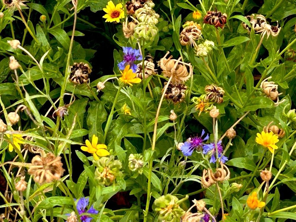 More flowers 