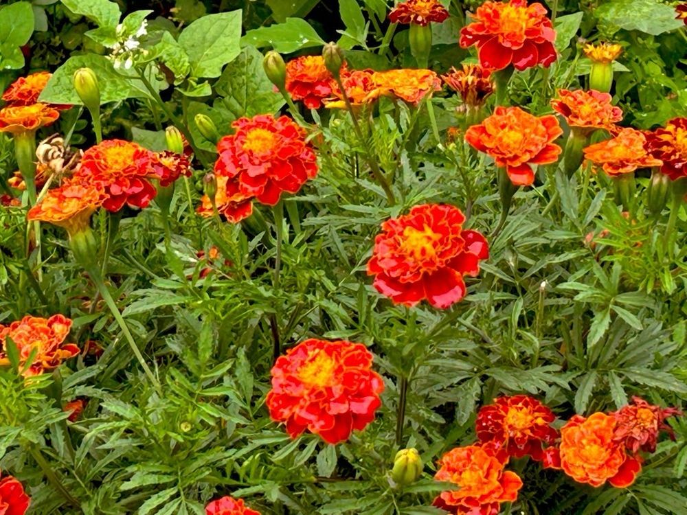 Flowers in the playground near Ally Pally train station 