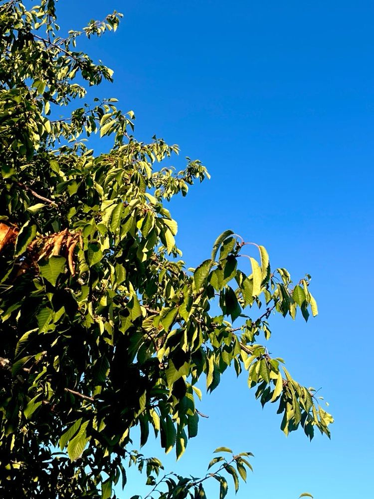 The green leaves against a blue sky 