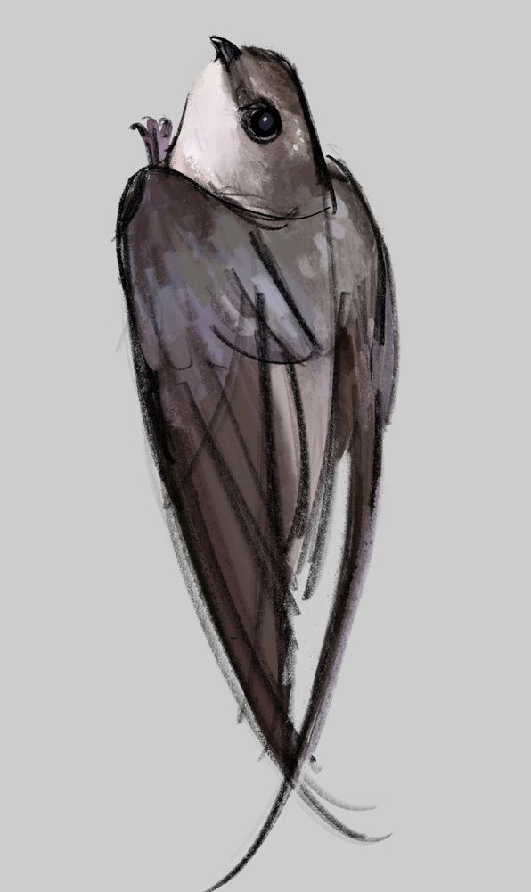 Digital drawing of a chimney swift perching on a vertical surface. It's turning its head over to look at the viewer.