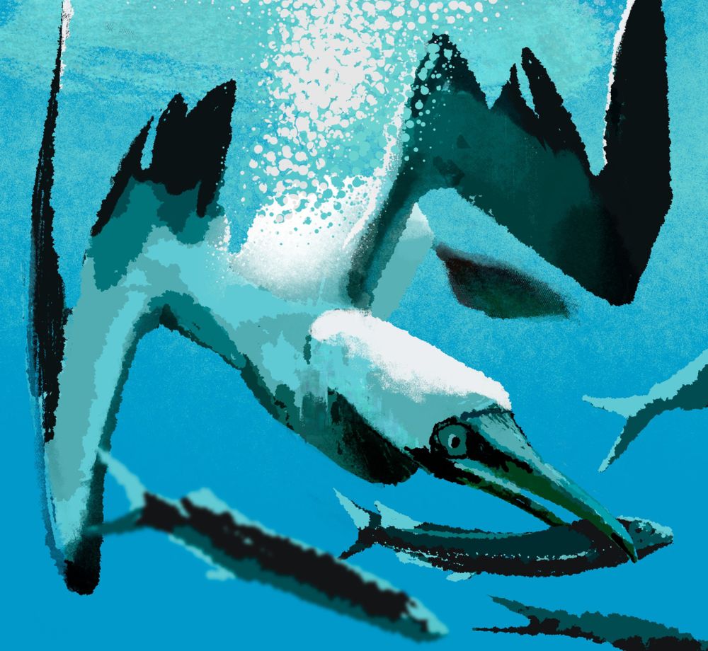 Ditial illustration of a Masked Booby underwater grabbing a flying fish from a school of them. Water bubble traces behind the bird in between its M-shaped wings.