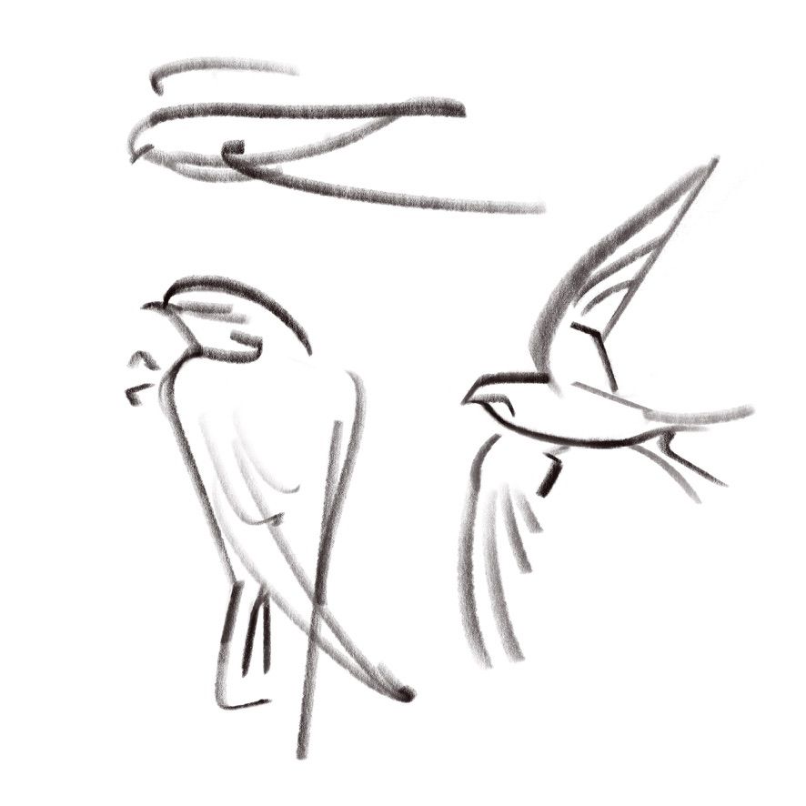 3 swifts drawn in as few strokes as possible. top: in flight, side-view; bottom left: clinging to a wall; bottom right: in flight, seen from below. both wings out-stretched.