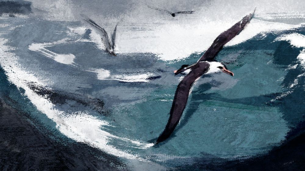 Digital illustration of a few Laysan Albatrosses soaring over a rolling ocean. The closest one to us is soaring with both wings extended, and the tip of its left wing touches the surface of the sea. The other two are far away and in different poses flying. The sky is a moody grey.