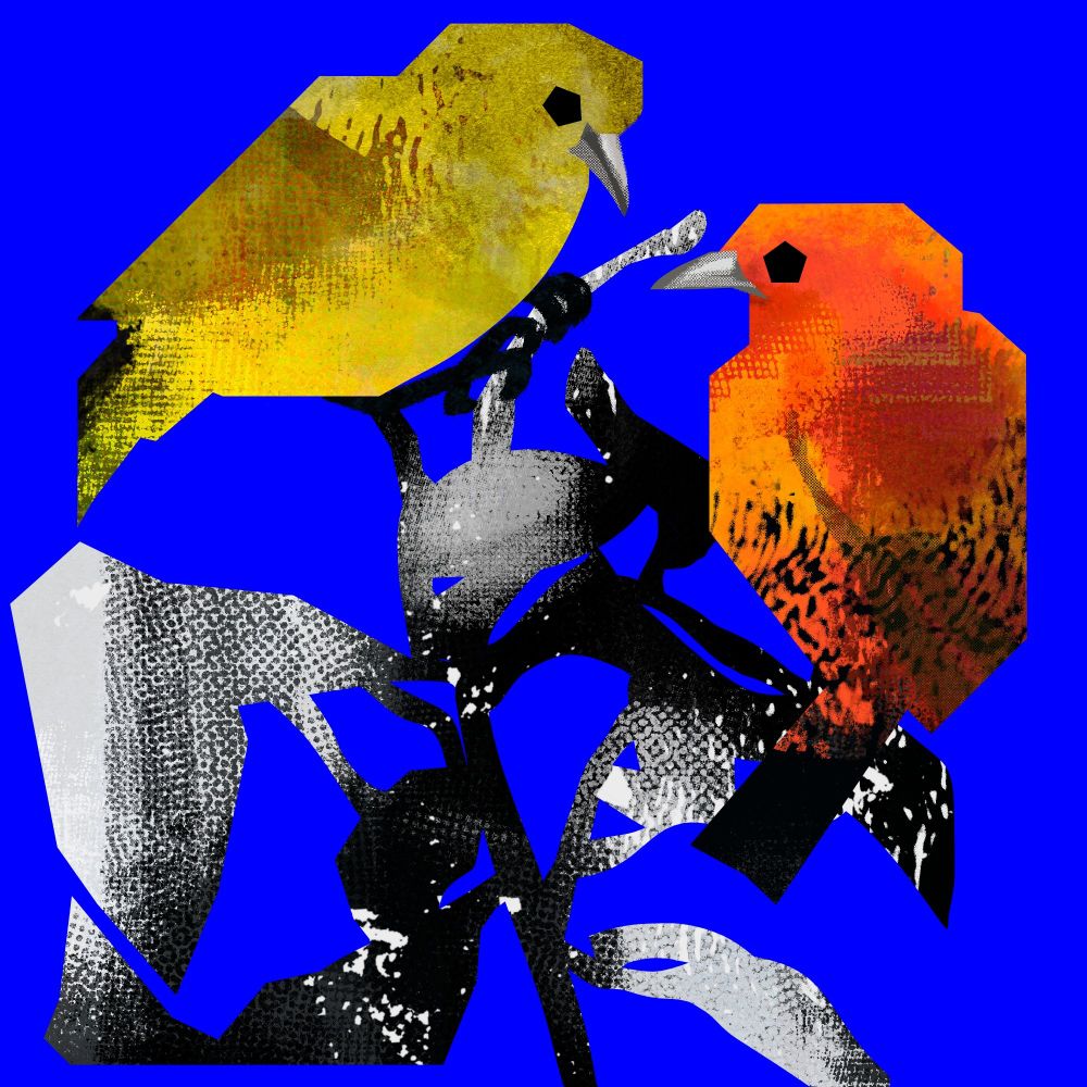 A digital illustration of a female and a male Hawaii 'Akepa perching on a plant against a blue background. The birds and the plants are covered in textures and are angular in shapes. The female, which is green, perches on top of the plant, and the male, bright orange in colour, is slightly lower.