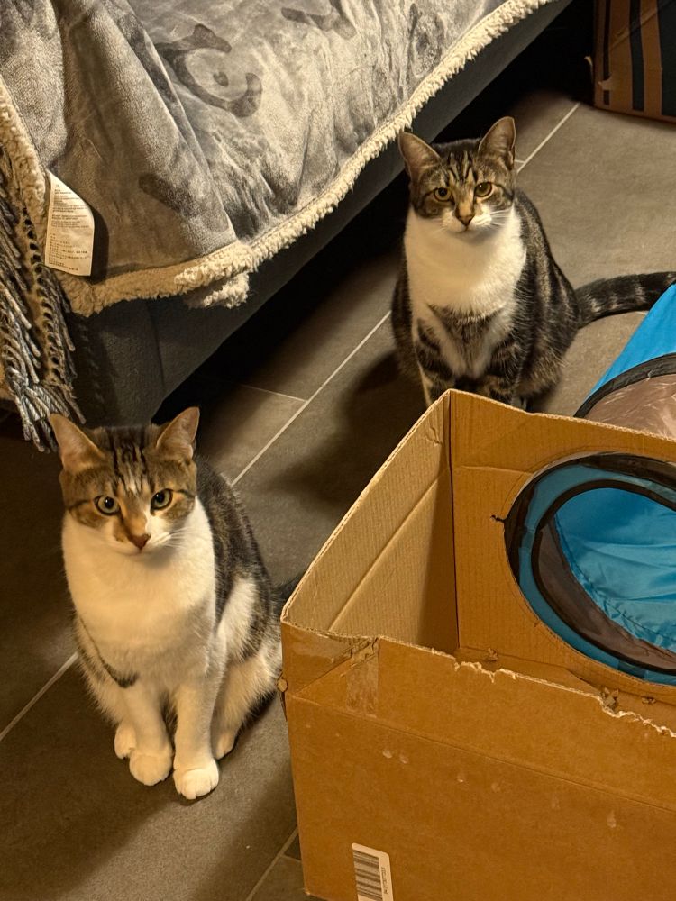 Two tabby boys possibly expectant for treats