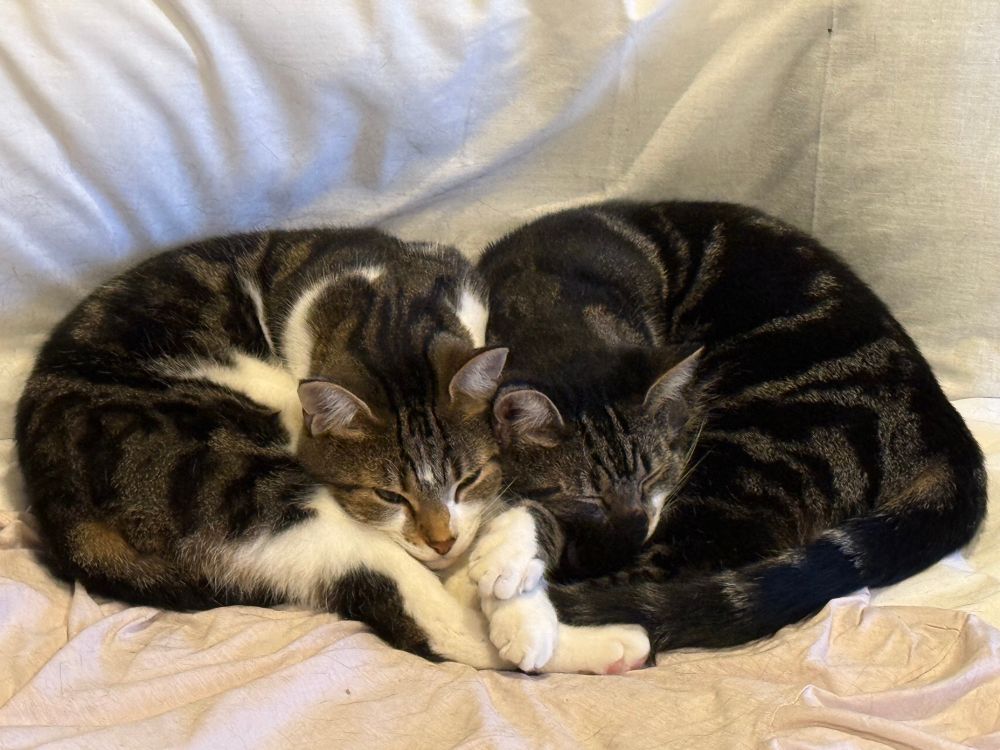Two tabby boys Charlie and Darnell settling down for a snooze after a rampage around the house playing and chasing each other 