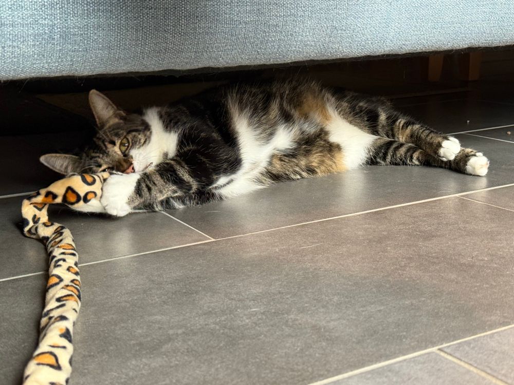 Tabby boy Darnell under the sofa playing with his favourite toy 