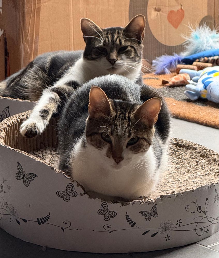Two tabby boys sit on their scratch beds looking very sleepy 