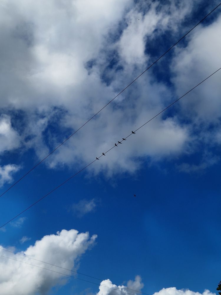 Swallows on a wire against a cloudy blue sky 