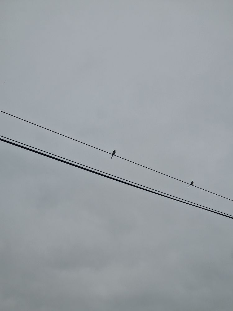 Two swallows sitting on a wire 
