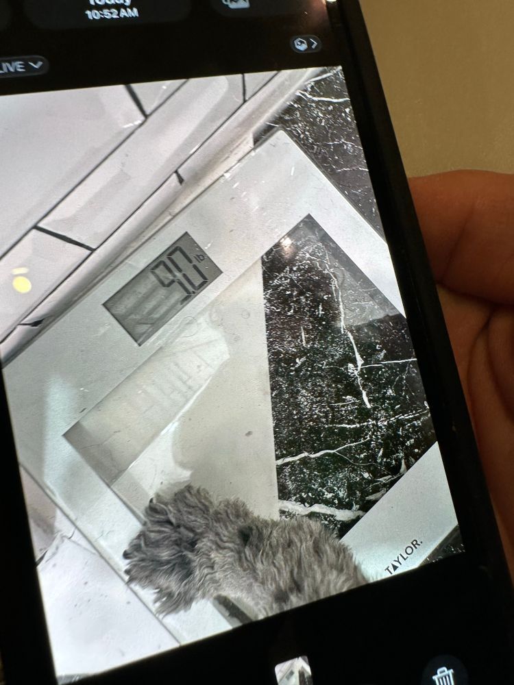 Clem came to show me that she weighed Shirley. It’s just her paw. 