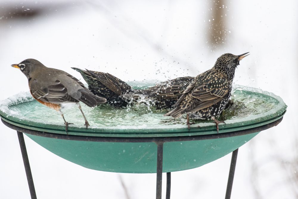 Birds at the feeder: Starlings, and a Robin