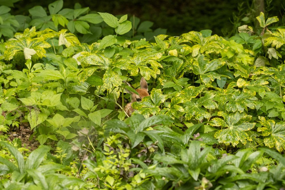 This time the baby deer is awake and perhaps looking at the camera.  Still very small.