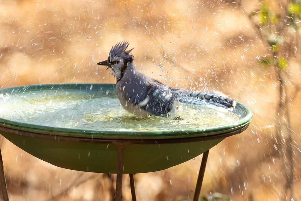 bluejay looking very spikey, splashing a lot