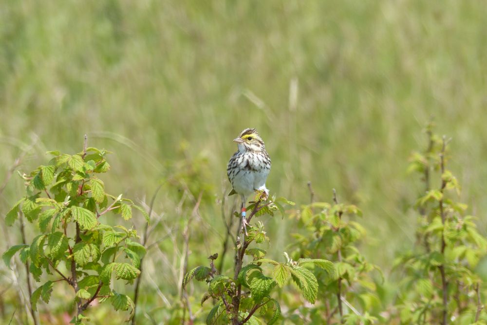 Savannah sparrow (Passerculus sandwichensis)