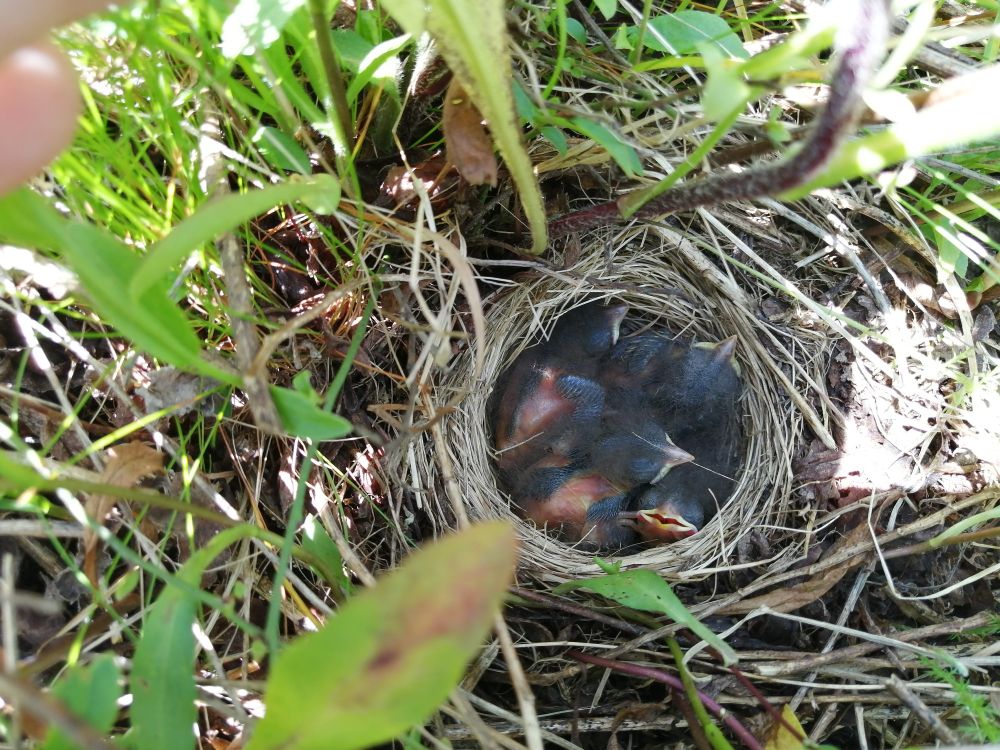 Savannah Sparrow nest with four nestlings