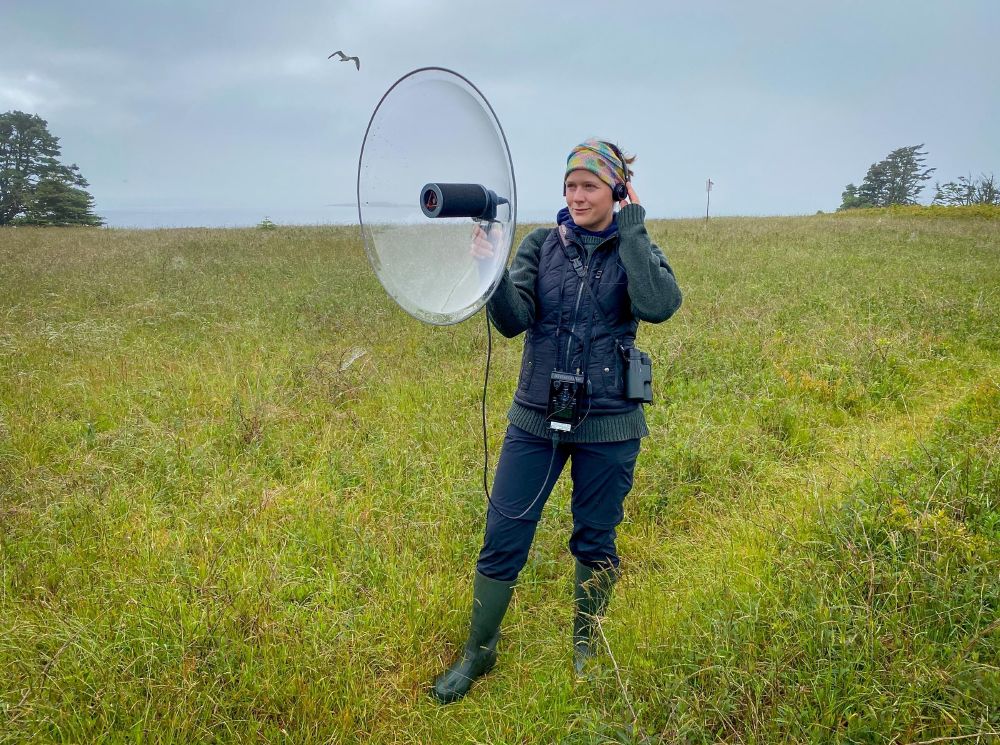 Recording Savannah Sparrows with a Marantz PMD661 recorder and a parabolic reflector. Photo by Dan Mennill.