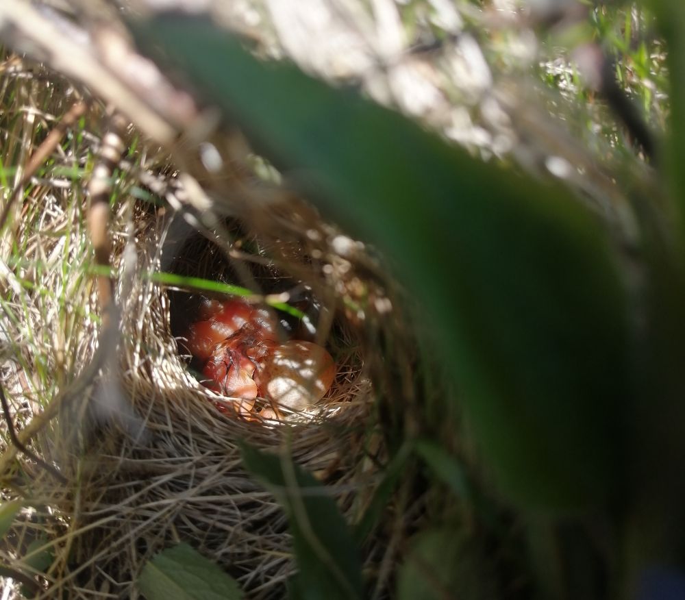 Savannah Sparrow nest on hatch day: two nestlings and two eggs. 