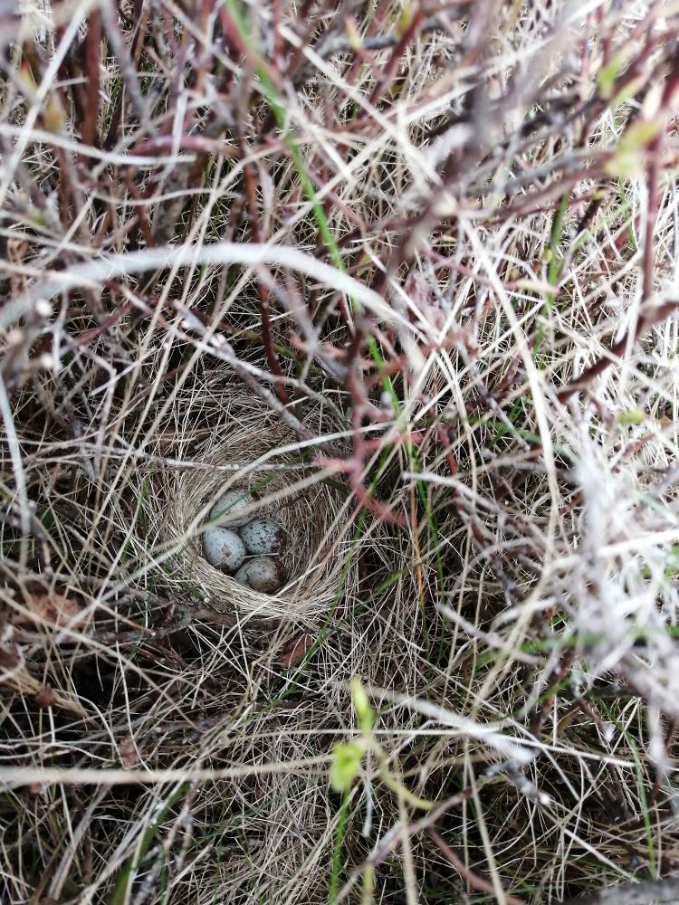 Ground nest with four eggs, hidden under blueberry bush. 