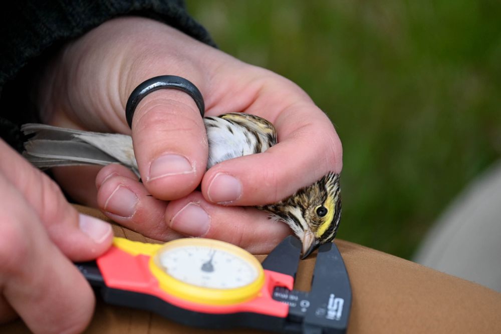 Measuring bill depth of a Savannah Sparrow during colour banding. All banding with permits. Photo by Dan Mennill.