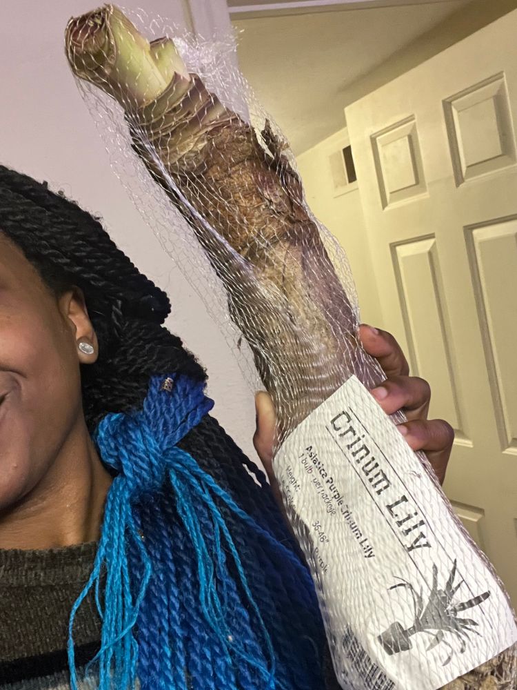 Holding a Crinum Lily bulb