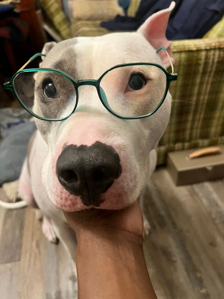 Zuko still wearing my glasses, but at a different angle 