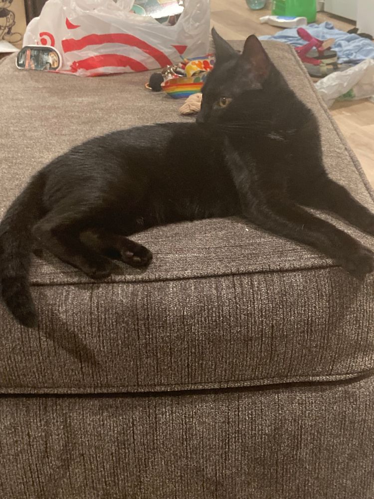 Black kitten sitting/laying  on a grey sofa 
