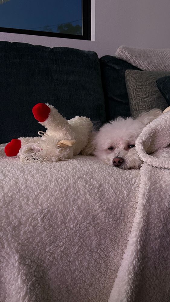 Chubby, the 11yr old maltese poodle, laying on his blanket with his eviscerated lamb chop toy next to him, high as fuck on Trazodone