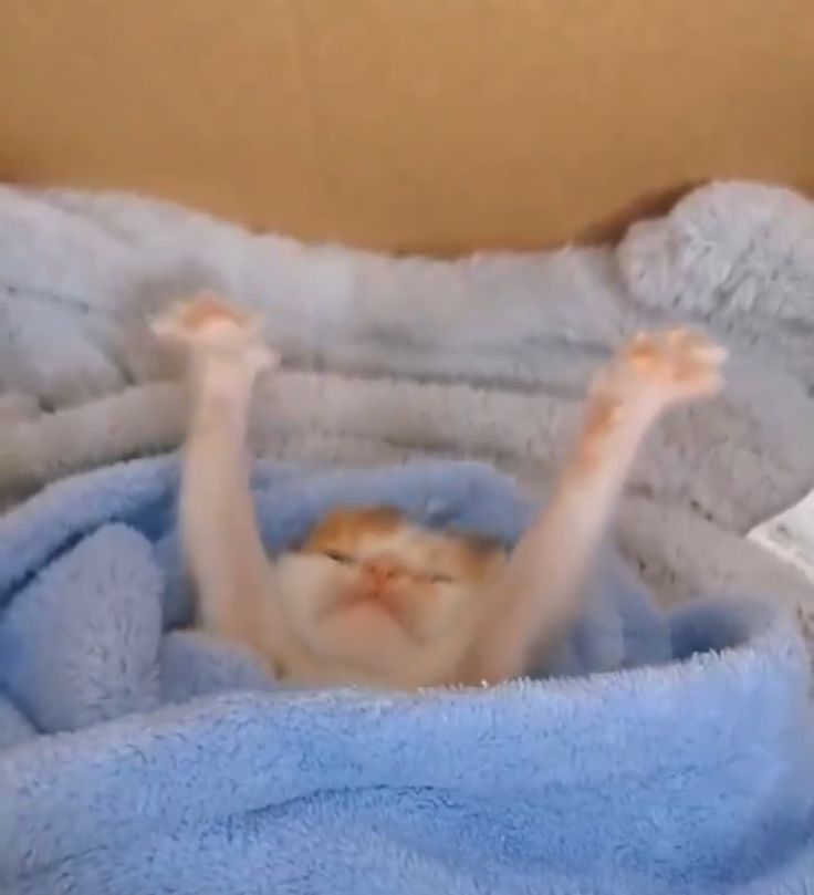 gatinho debaixo das coberta com as maozinha levantada 