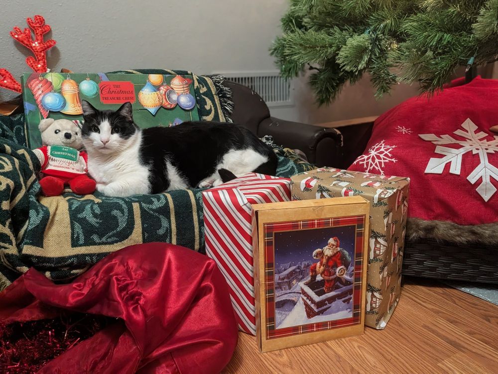 Black and white cat named Reggie, VOLUNTARILY laying on a couch, and the area is adorned with Christmas decorations including wrapped presents, a brightly lit tree, a Santa bag, and reindeer ears in the background
