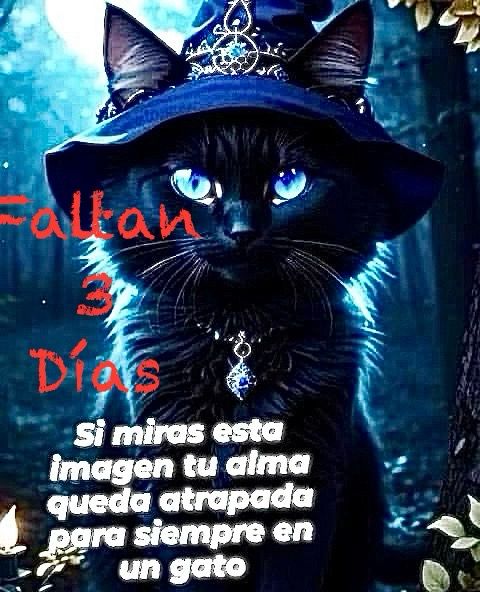 Gatito cumple