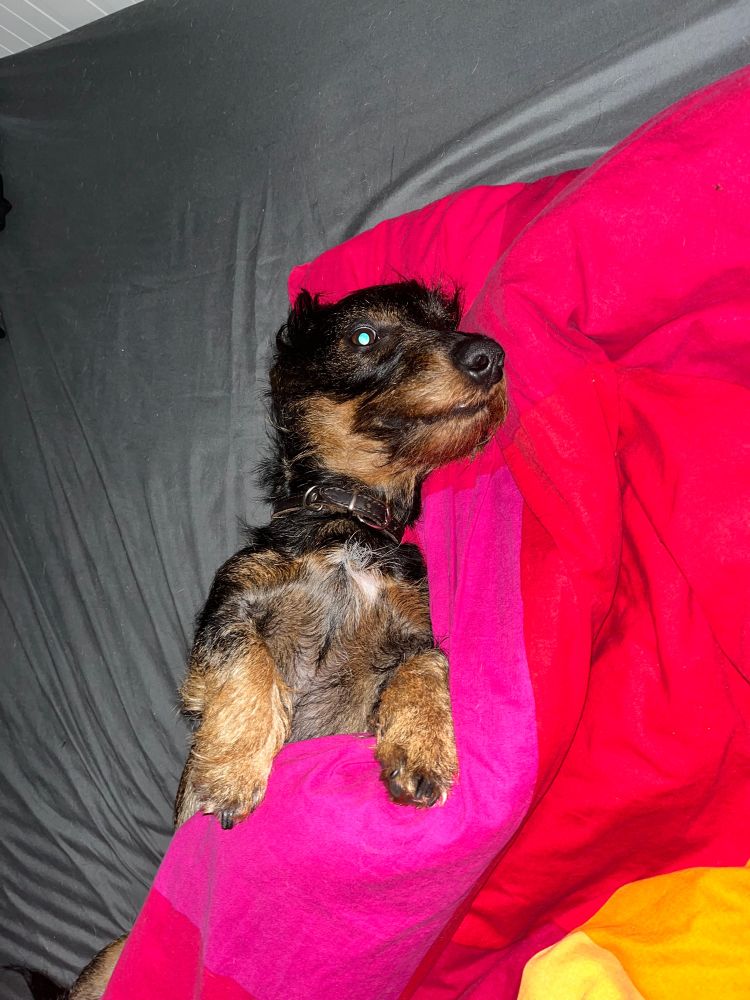 Dackel auf dem Rücken liegend im Bett.