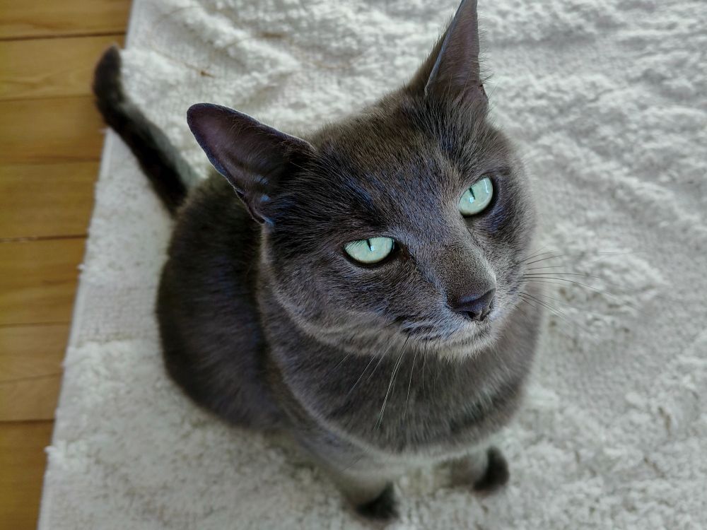 A dark grey cat sitting on a white rug looking up at the camera.
