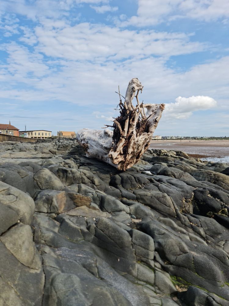 A dead tree on Troon beach.