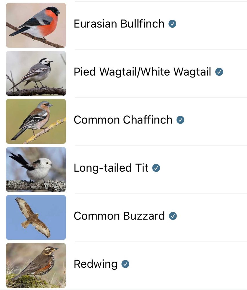 A list of the bird calls identified by the Merlin Bird ID app, with a stock photo of each species alongside.