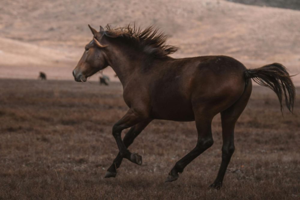 Caballo al galope